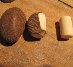 noix brute - tagua ivoire